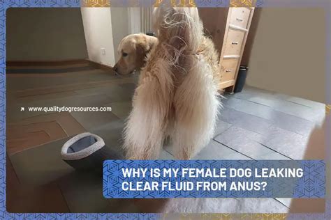 why is my dogs nipples leaking clear fluid|Why is My Dog’s Nipples Leaking Clear Fluid: Causes。